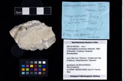 NHMW-GEO-2007z0149-0320_Ol_02.tifCracensigillatus acutirostrus (Moericke, 1889)  (NHMW-GEO-2007z0149-0320)